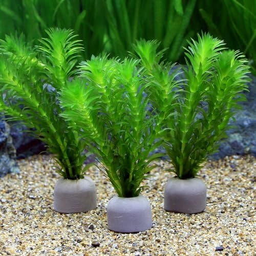 水草を抜いてしまう金魚には、おもり付きや活着水草がおすすめ