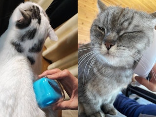猫からの好まれやすさ(短毛)