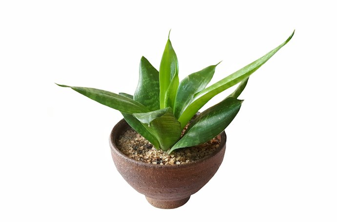 小さな植物を飾るのにぴったり