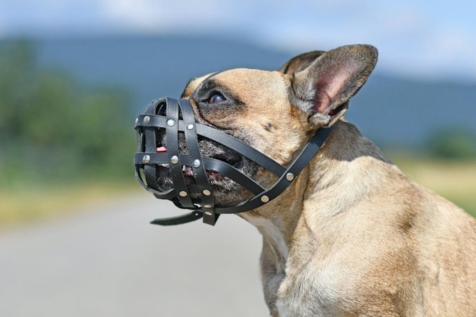 パグ・フレンチブルなど、マズルの短い犬種には短頭犬用を選択