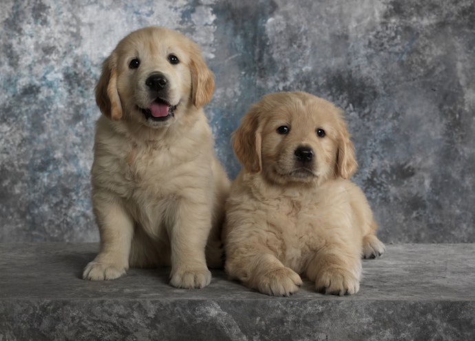 子犬のおやつは月齢×犬種を確認して合致したものを選ぶことが必須