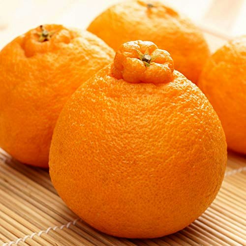 不知火の中でも基準を満たしたものが「デコポン」