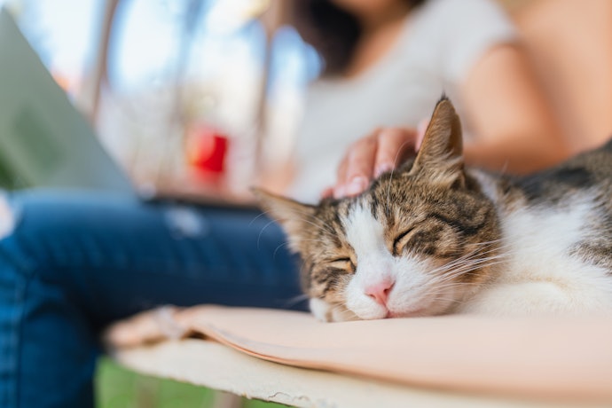 爪切りが苦手な猫にぴったり。音と衝撃はほとんど気にならない
