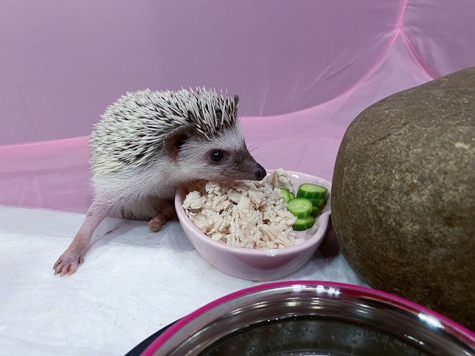グルメなハリネズミのために嗜好性の高い餌をチョイス