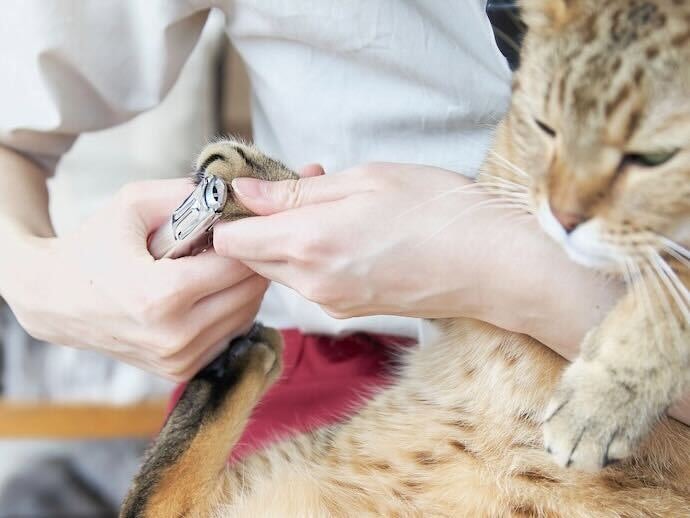 猫の嫌がりにくさ
