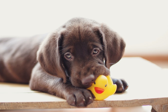 おもちゃのサイズは、犬の口の大きさに合わせて決めよう