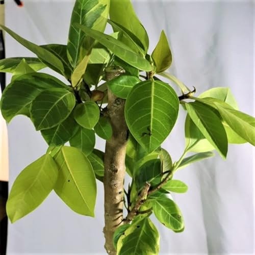 植物の健康が大切。元気で虫が生じにくいものを選ぼう