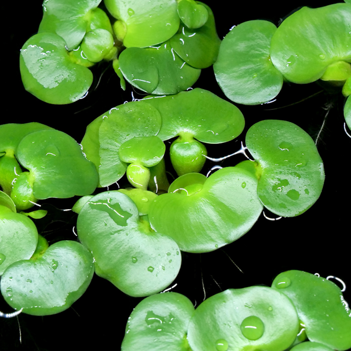 上から見て楽しむ屋外の水槽には「浮葉植物」や「浮遊植物」がおすすめ