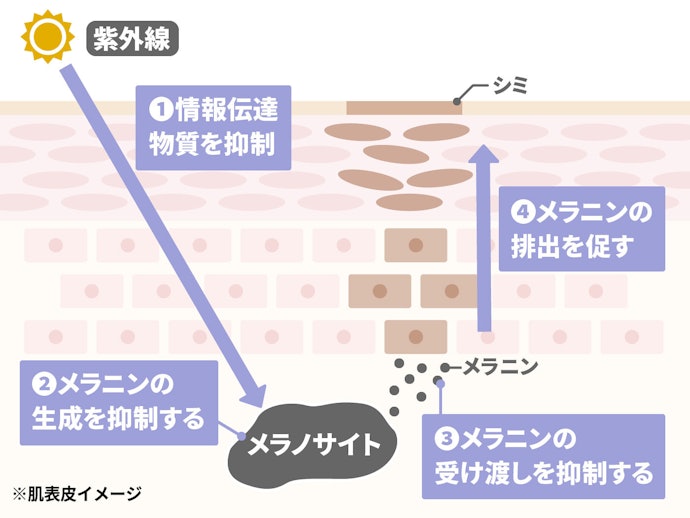 複数の成分を組み合わせるのが吉!美白成分の働きを知ろう