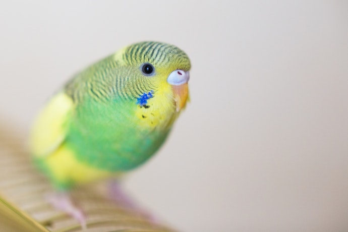 鳥かごのサイズは体の1.5倍以上が理想的
