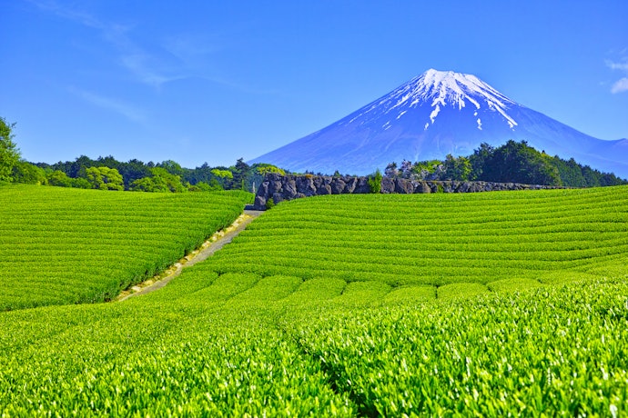 茶葉の産地も風味を左右する重要ポイント!