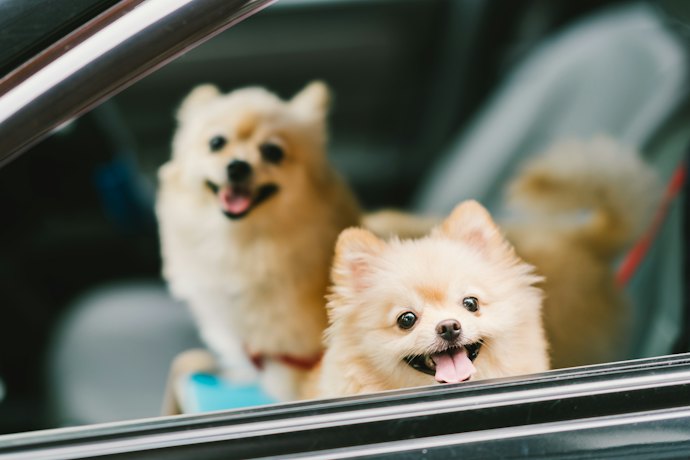 子ども連れや愛犬家に優しいオーベルジュも!