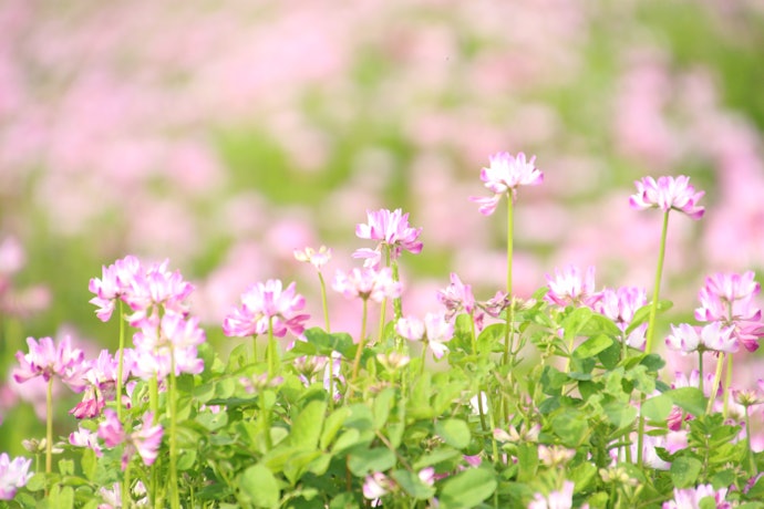 香りや味わいは蜜源によって変わる。好みに合わせて選ぼう