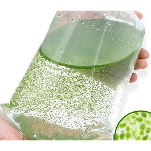 植物性の餌として与えたいなら、葉が小さいミジンコウキグサがおすすめ