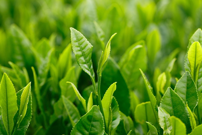 難消化性デキストリン・茶カテキンなどの機能性関与成分に注目して