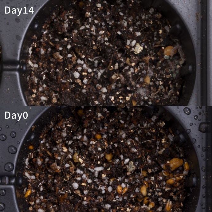 発芽しにくさ