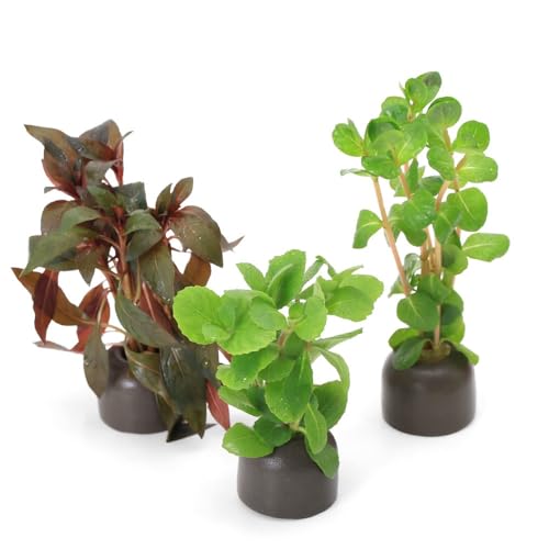 エビ用水草のおすすめ人気ランキング【2026年2月】 | マイベスト