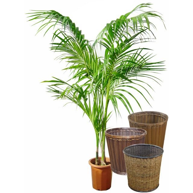 メキシカンケンチャヤシ 株分け ヤシをお迎え メキシコケンチャヤシ | ハワイアンガーデンを目指して