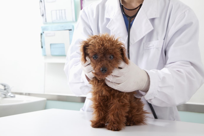 動物病院で獣医師に相談して決めるのがおすすめ