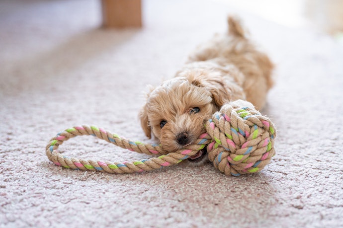おもちゃのサイズは愛犬の体格に合わせよう