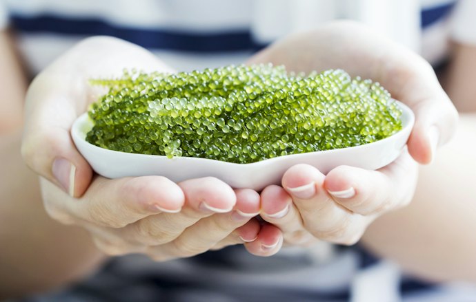 食感にこだわるなら、粒だけ楽しめる茎なし海ブドウがおすすめ