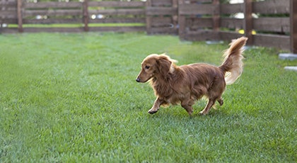 ペット宿泊可のホテルだと愛犬も一緒に連れて行ける!