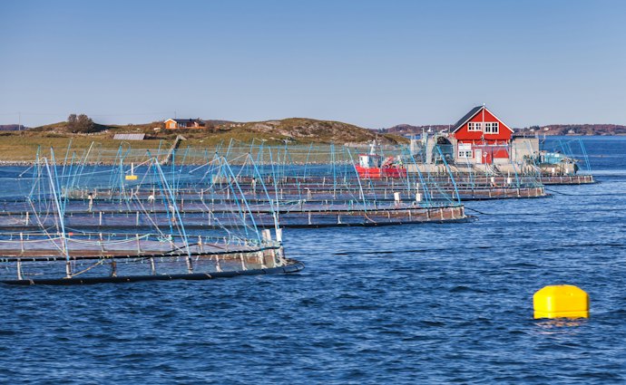 サーモンの産地はノルウェーやチリが有名