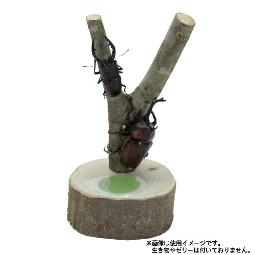 カブトムシ用のぼり木のおすすめ人気ランキング【2026年2月】 | マイベスト