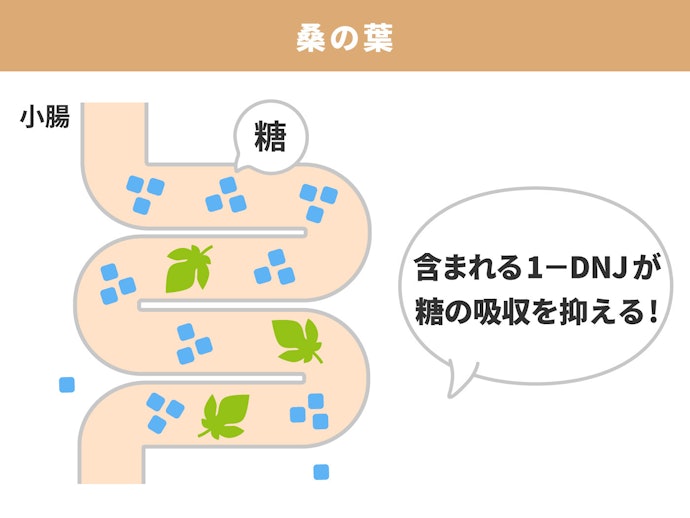 「桑の葉」は、機能性表示食品で採用された糖質カット成分