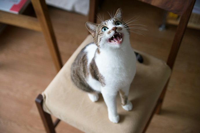 猫と遊ぶならペット用の低出力タイプを選ぼう