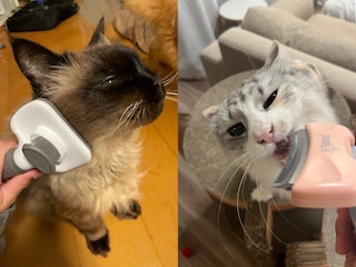 猫からの好まれやすさ(長毛)