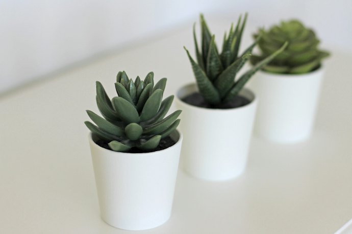 お得に買うなら複数の植物がセットの商品にも注目