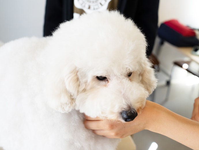 飼い始めた直後から慣れさせることが大事