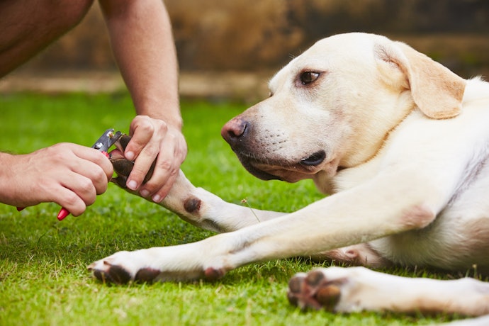 犬をリラックスさせて急な動きを予防しよう