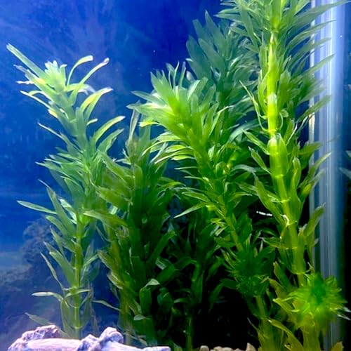 エビ用水草のおすすめ人気ランキング【2025年11月】 | マイベスト