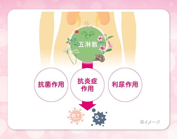 Q.では、ボーコレンはどのように膀胱の炎症にアプローチするのでしょうか?