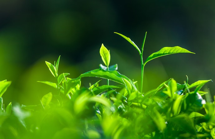 カテキン量を重視するなら、日差しをたっぷり浴びた2番茶を