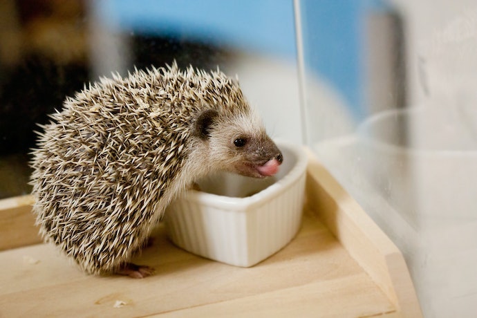 ハリネズミが食べやすい硬さや大きさをチェック