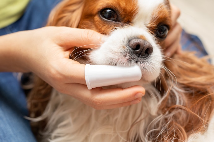 シートタイプはブラシ嫌いな犬に試してみよう