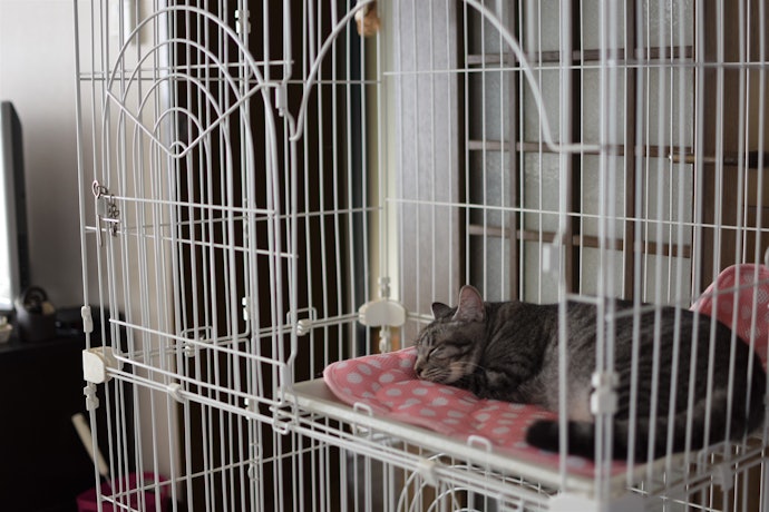「適正体重」は愛猫の体重よりも重い製品を選択