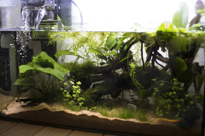 CO2が必要な水草の飼育には不向き