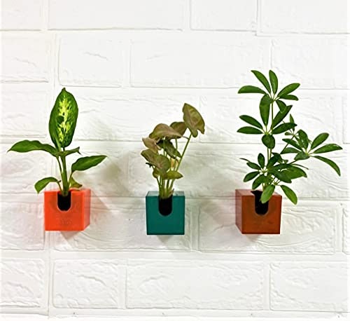 壁掛けや吊り下げ用の観葉植物も要チェック