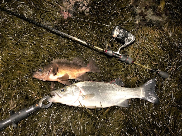 メバルやセイゴなど、さまざまな魚を狙うならメバリングロッドがおすすめ