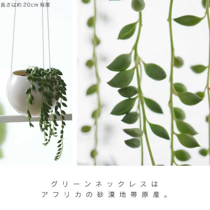 多肉植物:乾燥に強く水やりも少ない回数でOK。寄せ植えを楽しむのもおすすめ