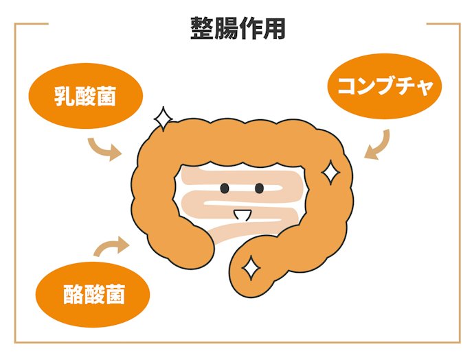 整腸作用のある「乳酸菌」や「酪酸菌」「コンブチャ」も