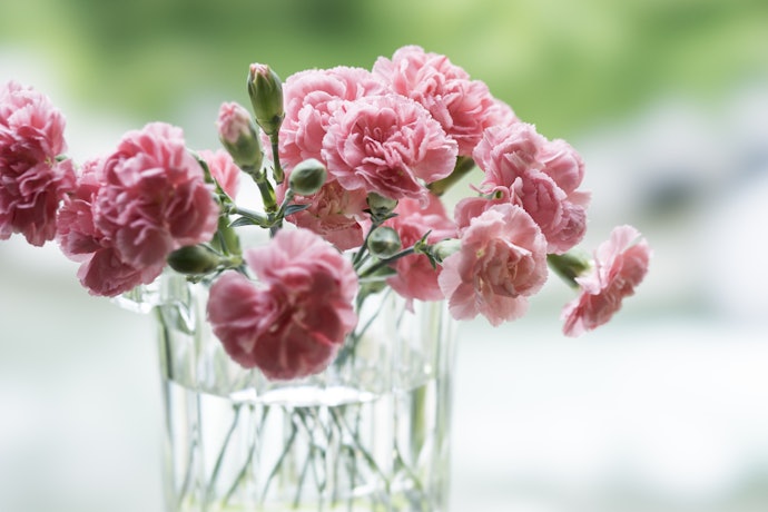 定番の花を贈りたいならカーネーションがベター