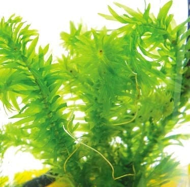 メダカには、水質浄化能力のある沈水植物・水温上昇を防ぐ浮草がおすすめ
