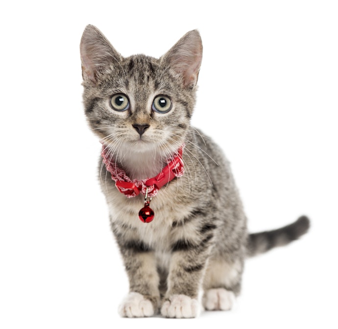 これから大きくなる子猫には、成長に合わせてサイズ調整できる首輪が便利