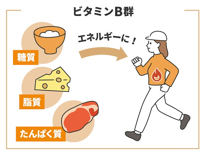 代謝を助ける補酵素の「ビタミンB群」