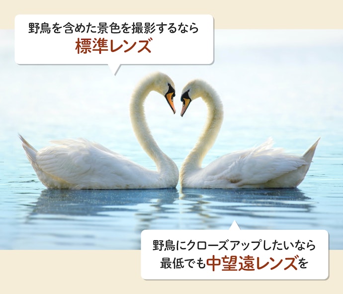 水鳥など近くの被写体には、標準~中望遠レンズがおすすめ